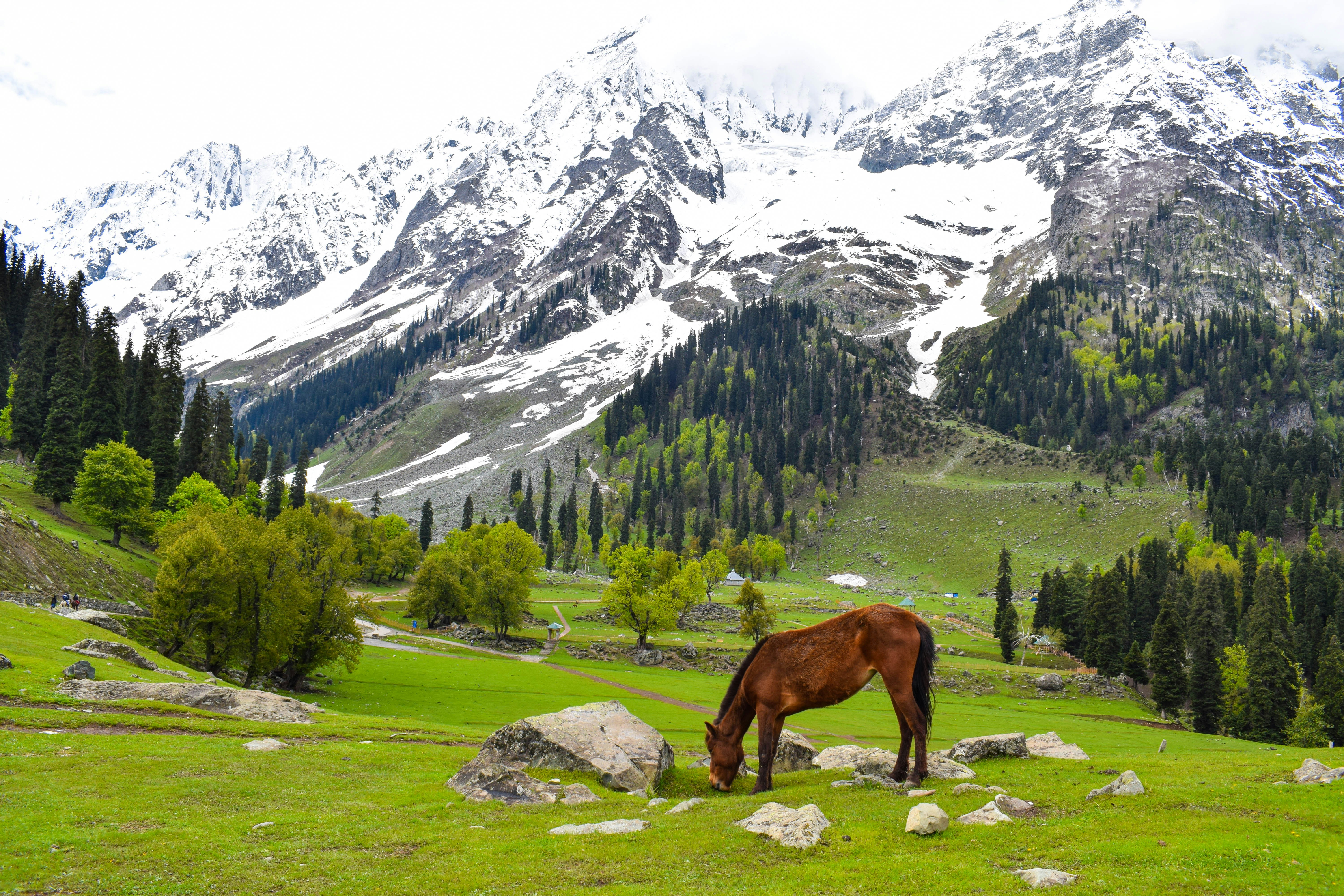 Jammu & Kashmir 1